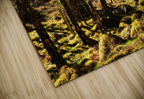 Spring Joy in the Forest                                                                                                                      Catriona Roberts Nature Photography and Designs puzzle