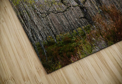   The Fairy Trees in the Scottish Highlands                                                                                                                    Catriona Roberts Nature Photography and Designs puzzle