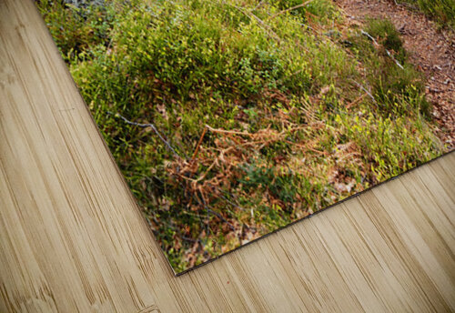    Spring Nature Path Through The Scottish Highlands                                                                                                                    Catriona Roberts Nature Photography and Designs puzzle