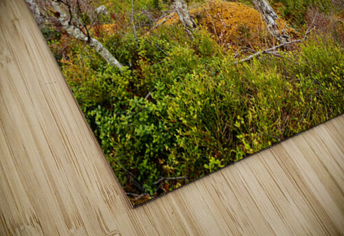  Birch Forest View in the Scottish Highlands                                                                                                                      Catriona Roberts Nature Photography and Designs puzzle
