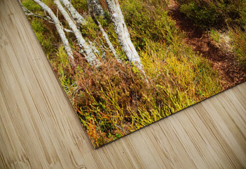  Scottish Highlands Spring Birch Trees                                                                                                                     Catriona Roberts Nature Photography and Designs puzzle