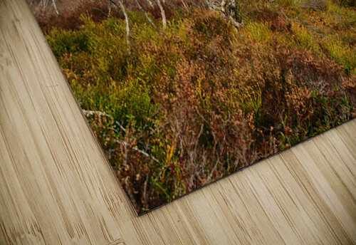  Spring Nature Landscape in the Scottish Highlands                                                                                                                     Catriona Roberts Nature Photography and Designs puzzle