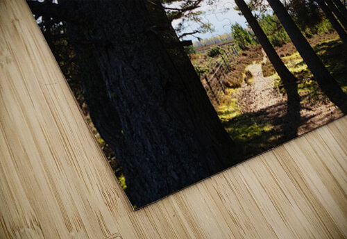  Dark Forest Sun in the Scottish Highlands                                                                                                                     Catriona Roberts Nature Photography and Designs puzzle