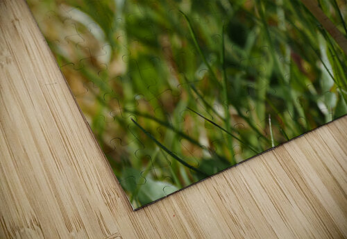  Springs Dandelion in the Scottish Highlands                                                                                                                     Catriona Roberts Nature Photography and Designs puzzle