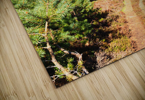 Springs Sunshine for the Scottish Highlands                                                                                                                      Catriona Roberts Nature Photography and Designs puzzle