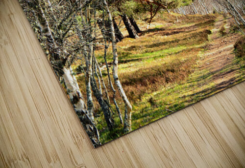 Springs Path Through the Scottish Highlands                                                                                                                      Catriona Roberts Nature Photography and Designs puzzle