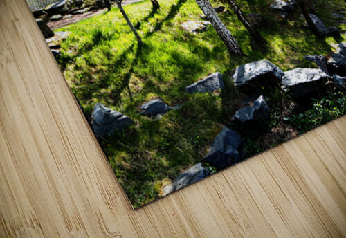  Early Spring Birch and Pine Trees in the Scottish Highlands                                                                                                                     Catriona Roberts Nature Photography and Designs puzzle