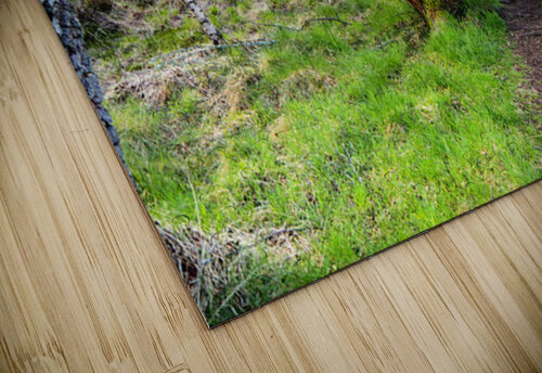  Spring Hike Through the Scottish Highlands                                                                                                                     Catriona Roberts Nature Photography and Designs puzzle