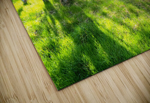  Spring Sunlight and Shadow in the Scottish Highlands                                                                                                                     Catriona Roberts Nature Photography and Designs puzzle