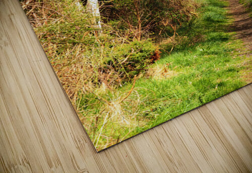 Spring Forest Path in the Scottish Highlands                                                                                                                       Catriona Roberts Nature Photography and Designs puzzle