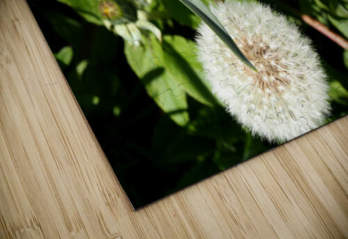  Scottish Highlands Dandelion Flowers and Seeds                                                                                                                      Catriona Roberts Nature Photography and Designs puzzle