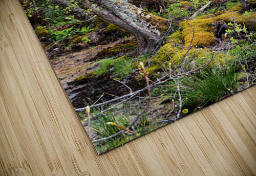  Spring Birch in the Scottish Highlands                                                                                                                     Catriona Roberts Nature Photography and Designs puzzle
