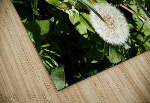 Dandelions Life in the Scottish Highlands                                                                                                                     Catriona Roberts Nature Photography and Designs puzzle