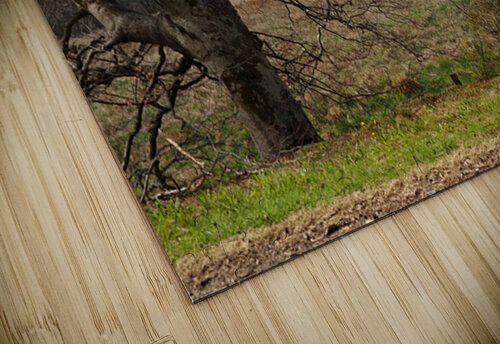  Spring Trees in the Scottish Highlands                                                                                                                     Catriona Roberts Nature Photography and Designs puzzle