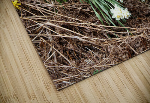 Scottish Highlands Daffs Amidst the Ferns                                                                                                                      Catriona Roberts Nature Photography and Designs puzzle