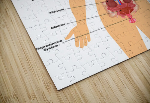 Internal organs of human body Point Art puzzle