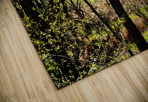 Spring Sheep in the Scottish Highlands                                                                                                                      Catriona Roberts Nature Photography and Designs puzzle