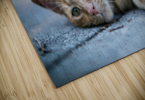Last Summer Cat Luyi puzzle
