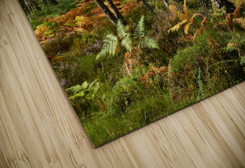 Scottish Highlands Summer Birch Catriona Roberts Nature Photography and Designs puzzle