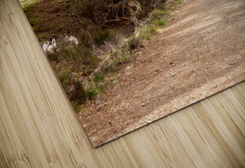 Scenes from the Trail-Summer Path Catriona Roberts Nature Photography and Designs puzzle