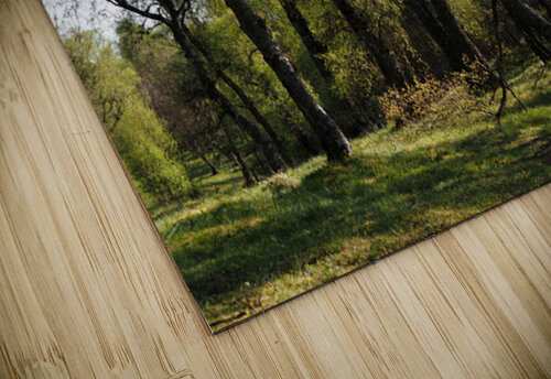 Spring Forest in the Scottish Highlands                                                                                                     Catriona Roberts Nature Photography and Designs puzzle