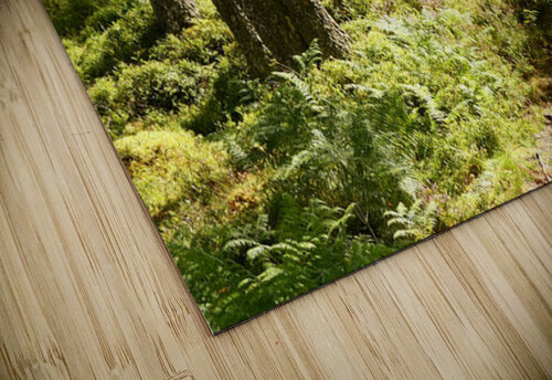 Sunlight Path Through the Scottish Highlands Catriona Roberts Nature Photography and Designs puzzle