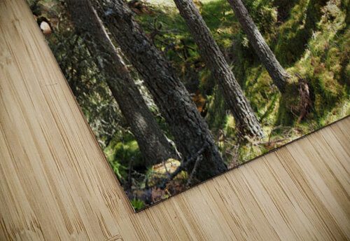 Pine Forest Light in the Scottish Highlands                                                                                                                  Catriona Roberts Nature Photography and Designs puzzle