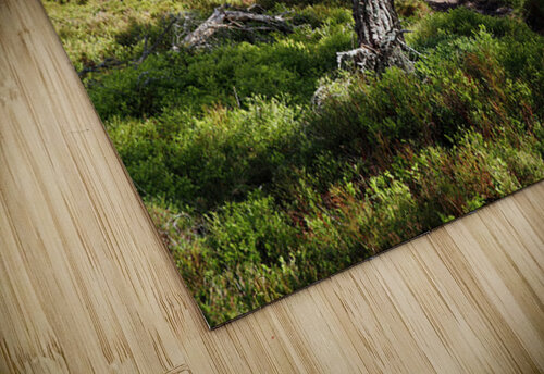 Pine Forest Trail in the Scottish Highlands                                                                                                                      Catriona Roberts Nature Photography and Designs puzzle