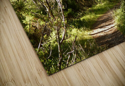 Scottish Highlands Forest Path  Catriona Roberts Nature Photography and Designs puzzle