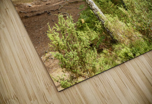 Scottish Highlands Spring Woodland Path Catriona Roberts Nature Photography and Designs puzzle