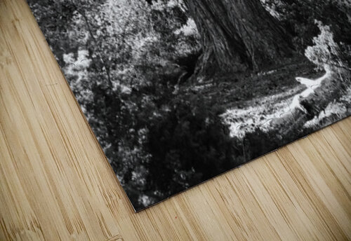 Pine Tree in Black and White Catriona Roberts Nature Photography and Designs puzzle