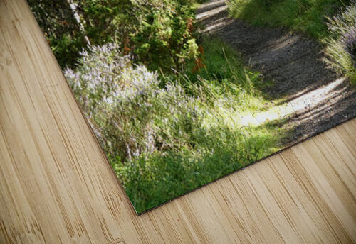 Summer Birch Path in the Scottish Highlands  Catriona Roberts Nature Photography and Designs puzzle