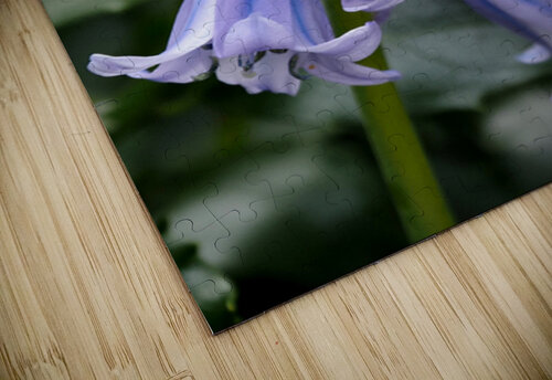   May Bluebells                                                                                                                    Catriona Roberts Nature Photography and Designs puzzle