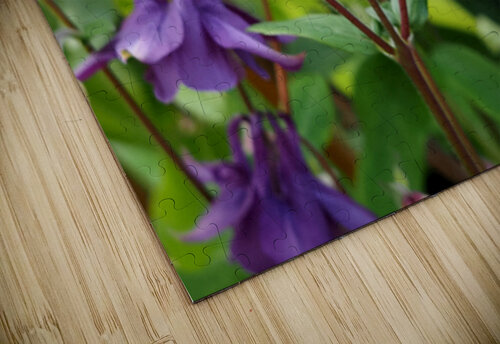 Spring Columbine                                                                                                                      Catriona Roberts Nature Photography and Designs puzzle
