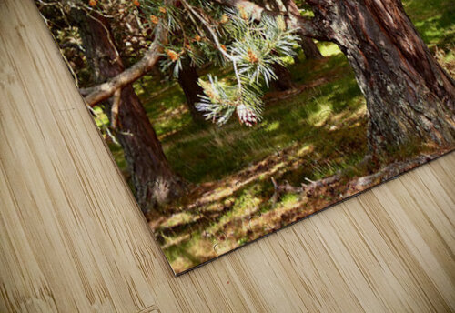 Sunlights Singing Pine Tree in the Scottish Highlands Catriona Roberts Nature Photography and Designs puzzle