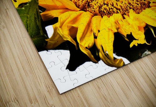 Creative Sunflower Catriona Roberts Nature Photography and Designs puzzle