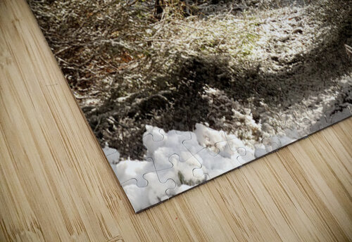 Winters Sunlit path Catriona Roberts Nature Photography and Designs puzzle
