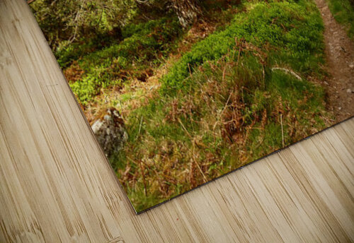 Forest Trail Through The Scottish Highlands Catriona Roberts Nature Photography and Designs puzzle