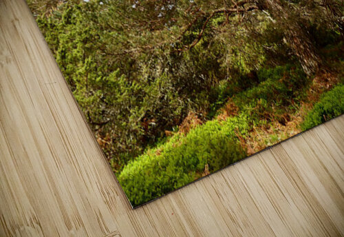 Scottish Highlands Summer Woodland Trail Catriona Roberts Nature Photography and Designs puzzle