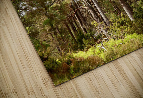 Scottish Highlands Pine Woodland  Catriona Roberts Nature Photography and Designs puzzle