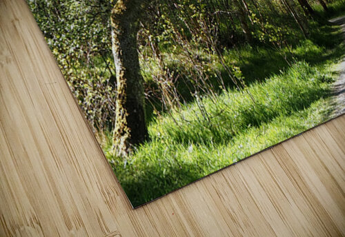  Birch Forest Path In The Scottish Highlands                                                                                                                     Catriona Roberts Nature Photography and Designs puzzle