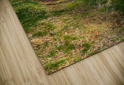 Scottish Highlands Spring Woodland Dog Walk                                                                                                                      Catriona Roberts Nature Photography and Designs puzzle