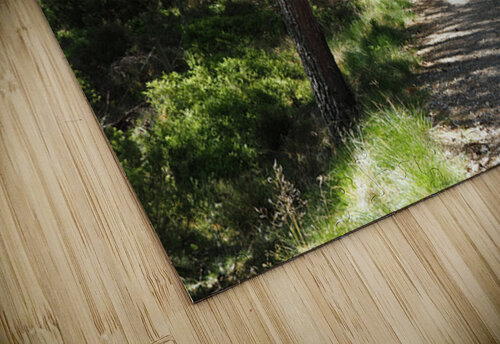 A Forest Walk Through The Scottish Highlands                                                                                                                      Catriona Roberts Nature Photography and Designs puzzle