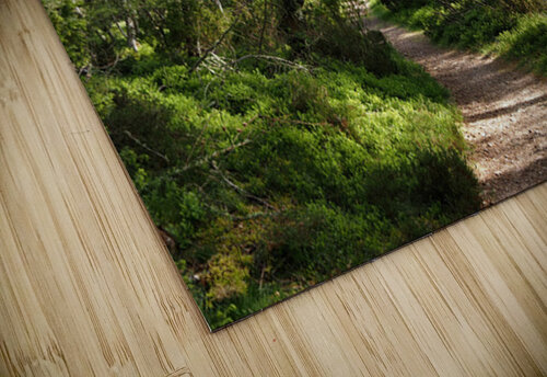 Mays Forest Trail In The Scottish Highlands                                                                                                           Catriona Roberts Nature Photography and Designs puzzle