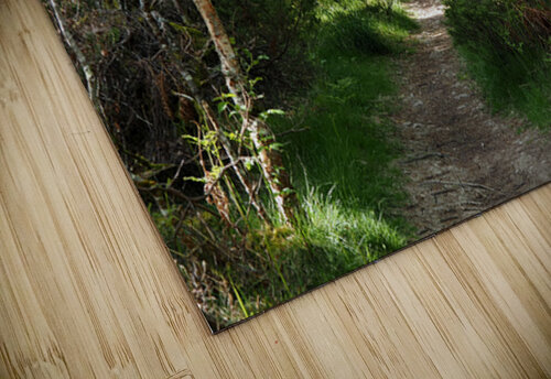 Scottish Highlands Forest Spring Song                                                                                                 Catriona Roberts Nature Photography and Designs puzzle