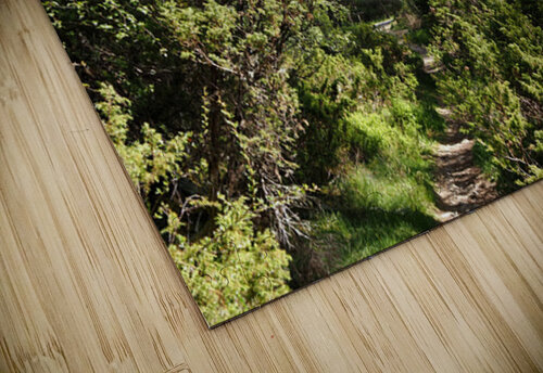 Springs Forest Walk in the Scottish Highlands                                                                                                                      Catriona Roberts Nature Photography and Designs puzzle