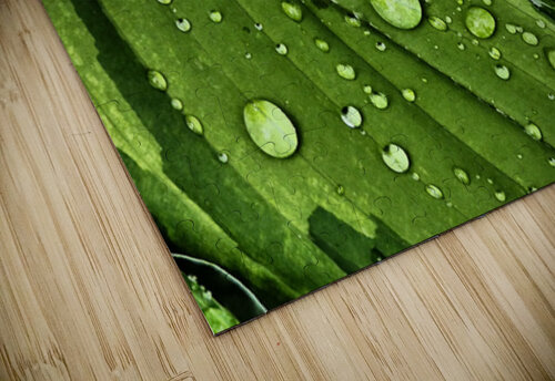 After The Rain Catriona Roberts Nature Photography and Designs puzzle