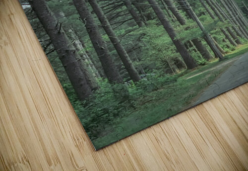 Lined Trees Art Print - Adirondack Mountains  By:Zo Art Print Collection   by Maria Desnoyers puzzle