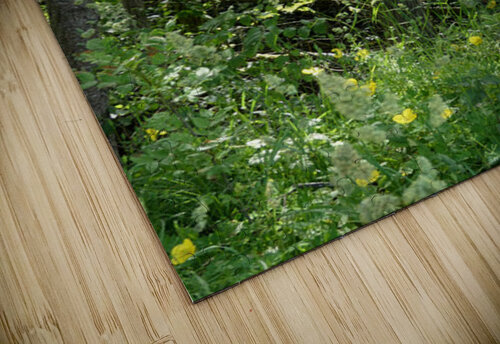 Forest Spring in the Scottish Highlands Catriona Roberts Nature Photography and Designs puzzle