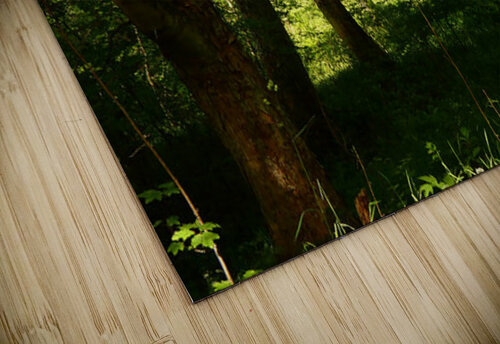 Springs Forest Light in the Scottish Highlands  Catriona Roberts Nature Photography and Designs puzzle